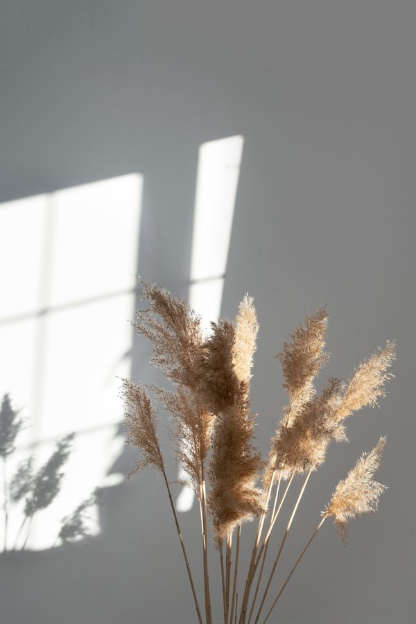 Instant décoration : optez pour la pampa pour la décoration intérieure de votre maison