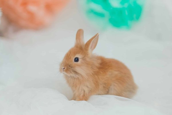 Qu'en est-il du mode de vie d'un lapin extra nain?